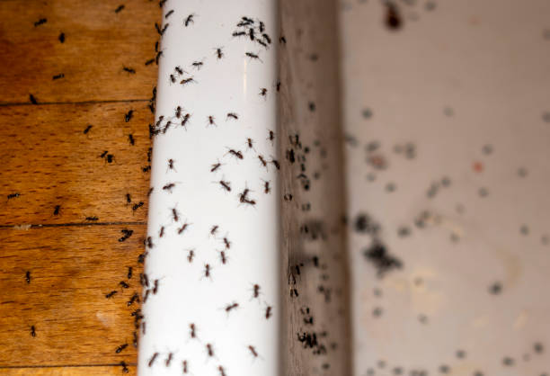 Wildlife Control Services in Richland Hills, TX