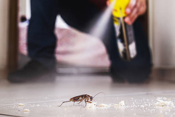 Flea Control Services in Richland Hills, TX