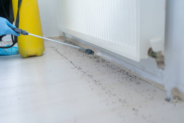 Best Termite Control Services  in Richland Hills, TX